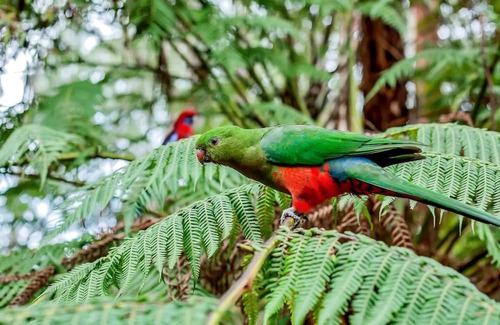 Mount Dandenong Cabina | Jacuzzi in 7 Acre Rain Forest Paradise
