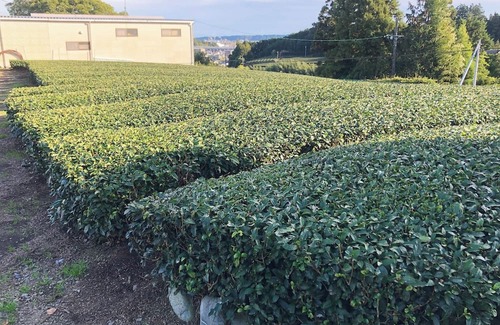 Shimada Casa | Entire building available Limited to one group p /Shimada Shizuoka