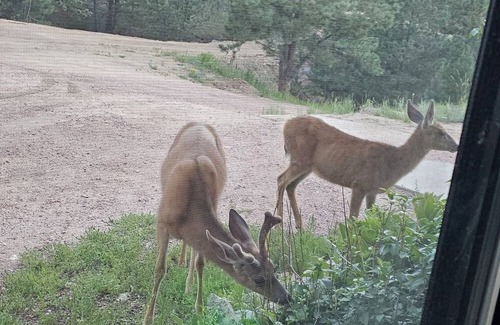 Canon City Casa | Camping in the Pines, Peaceful Secluded Getaway near Canon City, CO