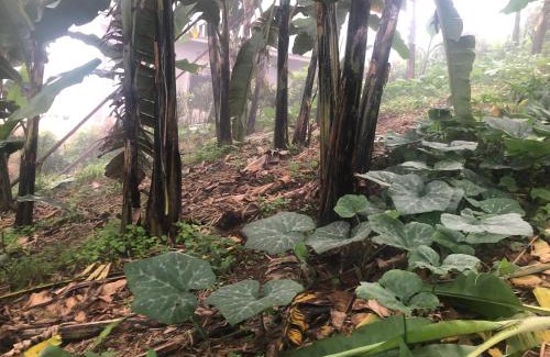 Kabale District Casa | Gorilla Homestay Kabale