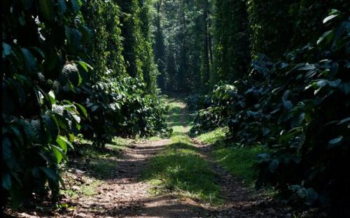 Madikeri Casa | Coffee Bloom Farm House