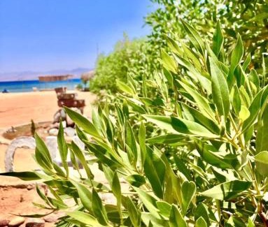 Wasit Hotel | Blue Beach Camp