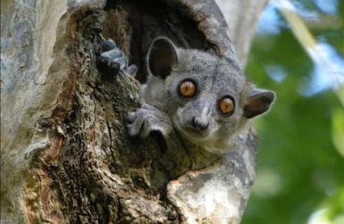 Morondava Otro | Madagascarmystery Tour Operator