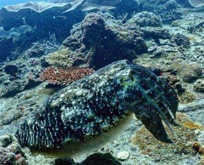 Coron Town Proper Alquiler De Eote | Awesome dive center