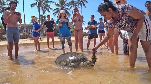 Nalagasdeniya Casa | Turtle Bay