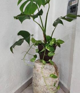 Umán Apartamento | Casa Rouge