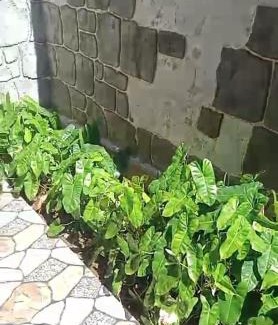 Tanjung Casa | Rhiani's Villa