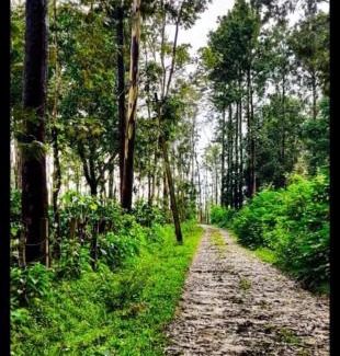 Somvarpet Casa | BnBBuddy Sundaraya Cottage Farms @ Coorg
