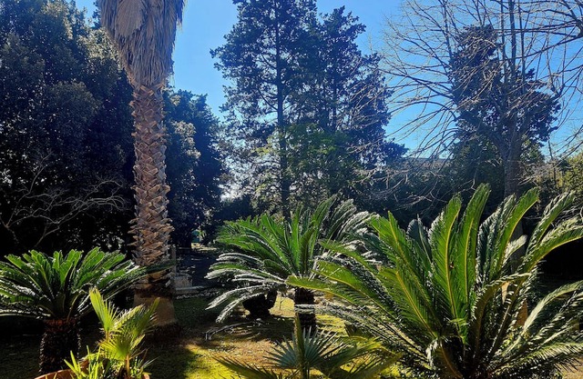La Pineta