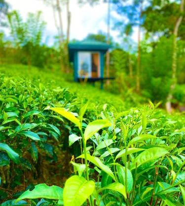 Mist of Sinharaja Eco Lodge