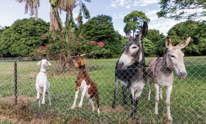 Oak Beach Casa | Holiday with Donkeys at the charming Oak Beach Donkey Inn