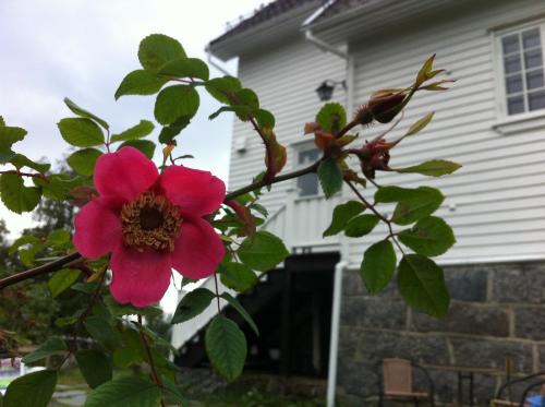 Lødingen Casa | Arctic Garden